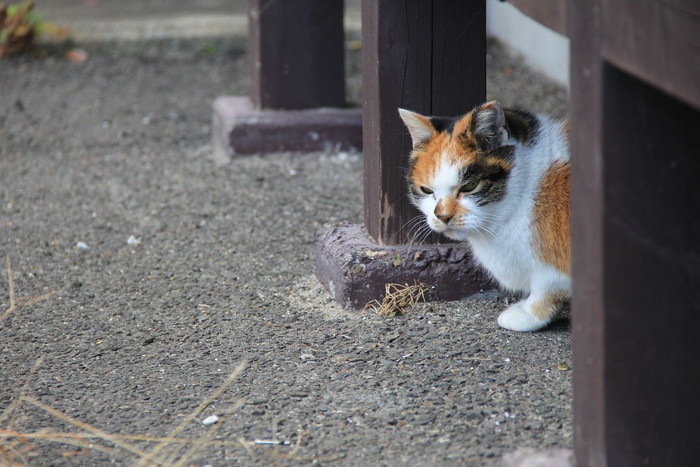 江戸時代の猫ブームと歴史