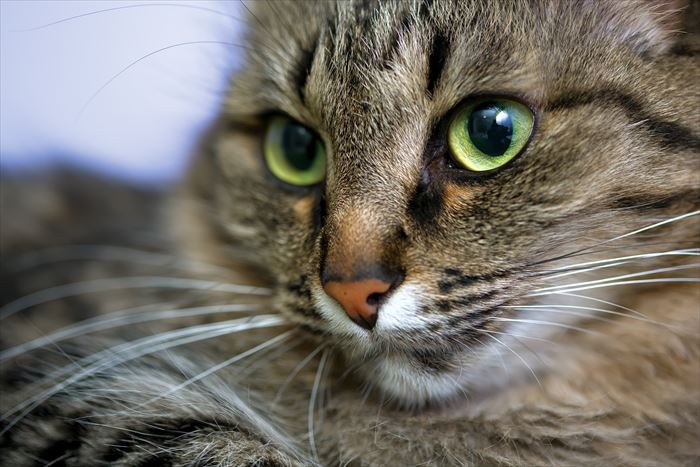 猫の角膜炎の症状と原因、治療法について