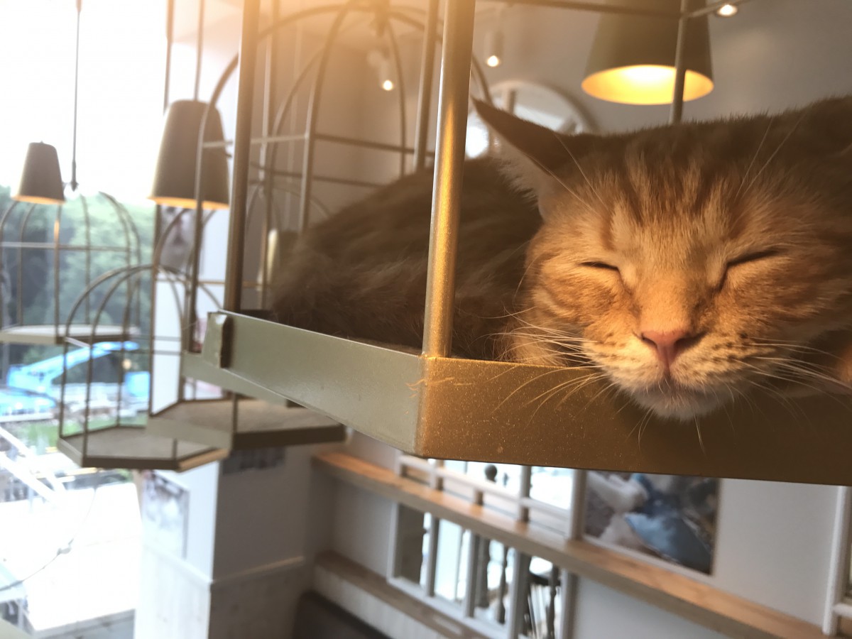 急成長中の大人気猫カフェ「MOCHA」で猫ちゃんと触れ合おう！