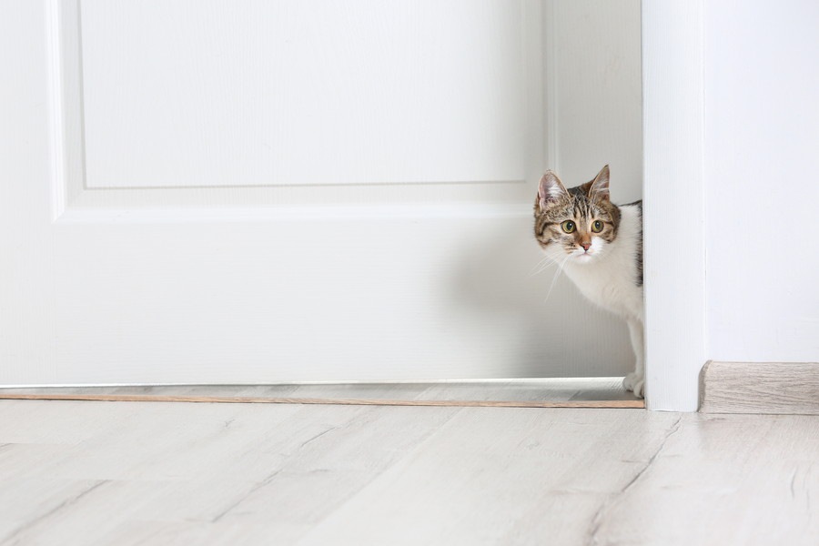 猫がドアを勝手に開ける！やめさせる5つの対策と注意