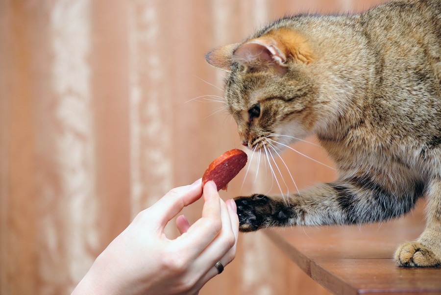 猫にカニカマを食べさせるのはNG！塩分が与える影響について