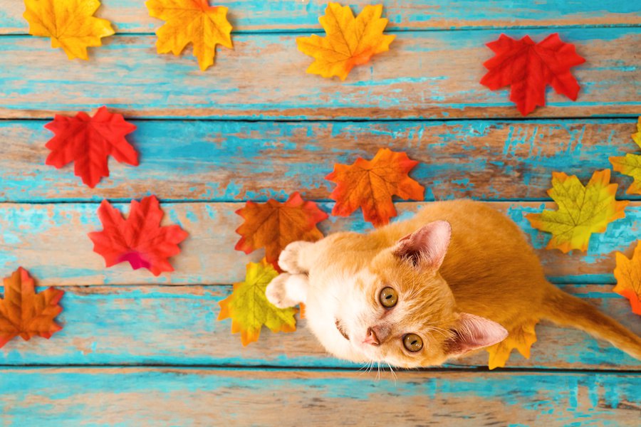 猫が秋になると変わる3つの事