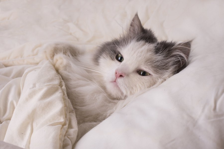 猫は一人で寝るのが嫌い？一緒に寝たがる9つの心理