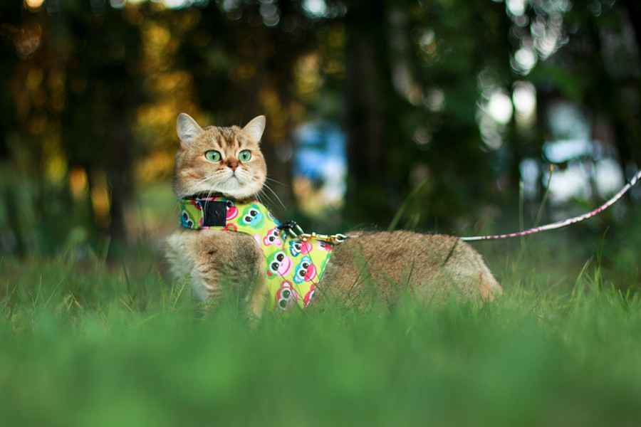 猫にハーネスを着ける意味とそのトレーニング方法