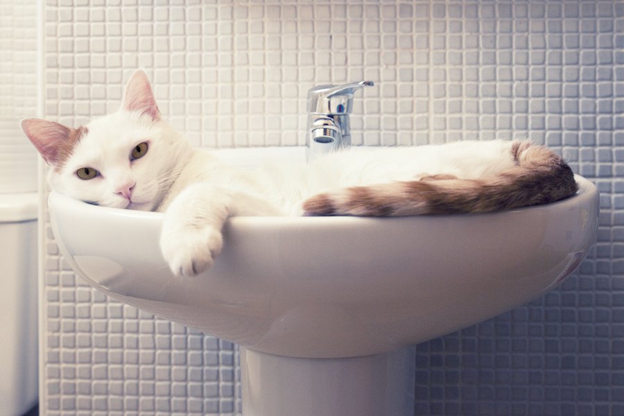 猫が液状化する９つのシチュエーション