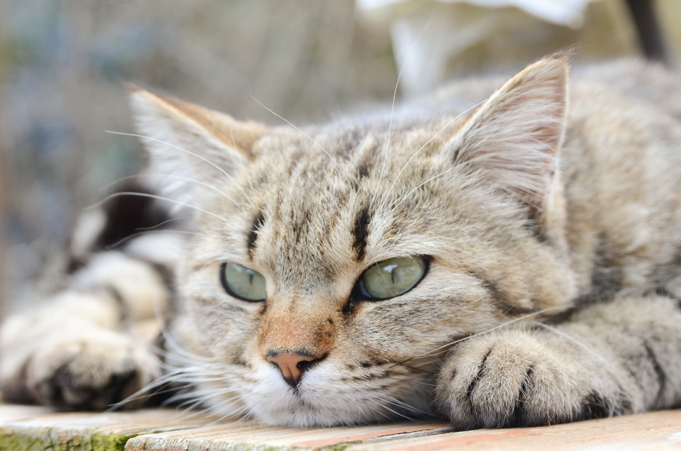 猫が涙を流す8つの病気と対処法