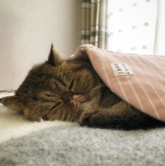 猫の寝顔がかわいい癒しの写真18選