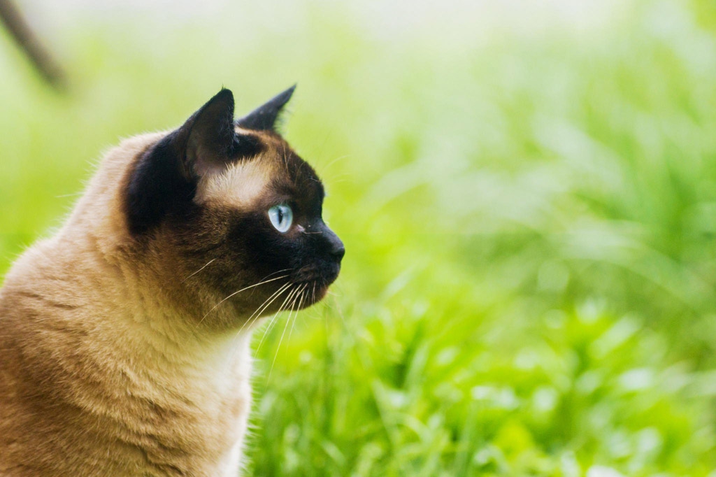 丸顔のシャム猫は希少種！？購入費用、飼育の注意点についてご紹介！