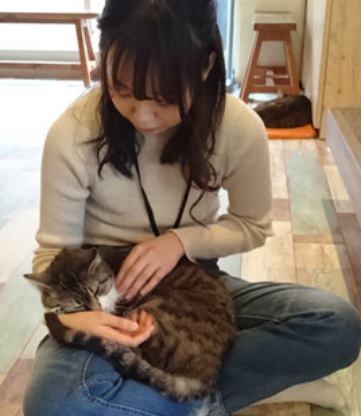 札幌の猫カフェまとめ！譲渡してもらえる店舗まで