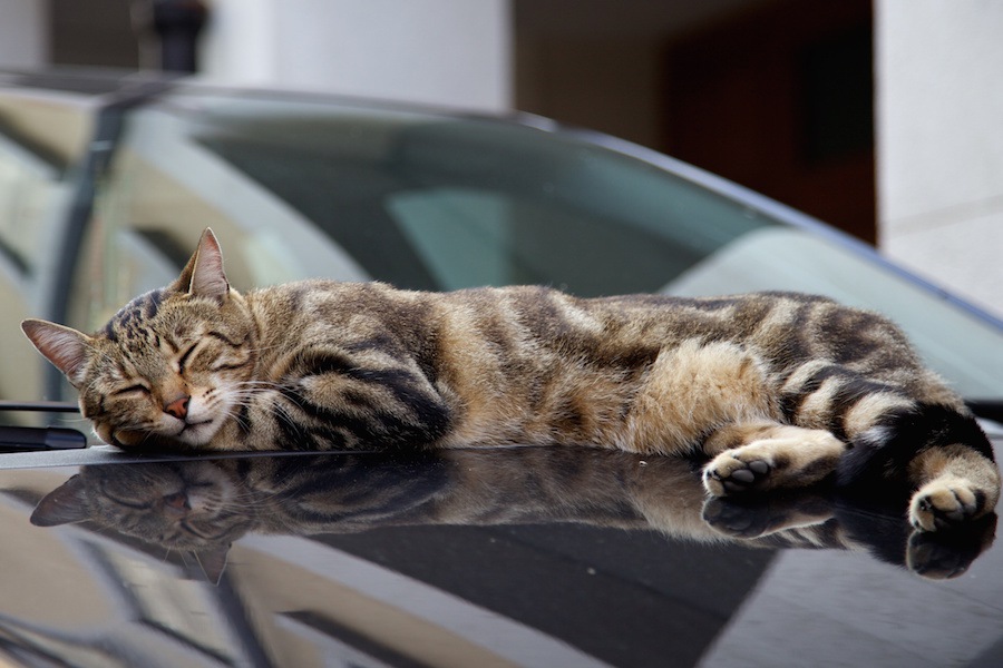 野良猫はどうして駐車場によく居るの？8つの考えられる理由