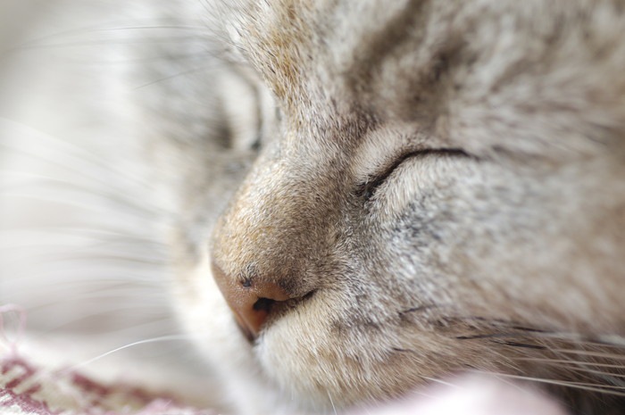 猫が鼻血を出す原因や考えられる病気、対処法まで