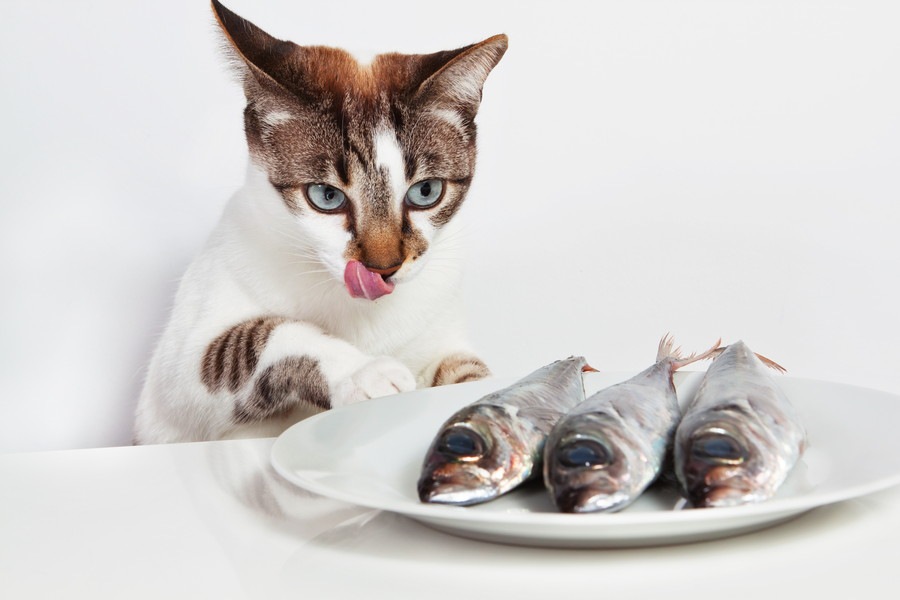 猫の盗み食い対策としつけ方