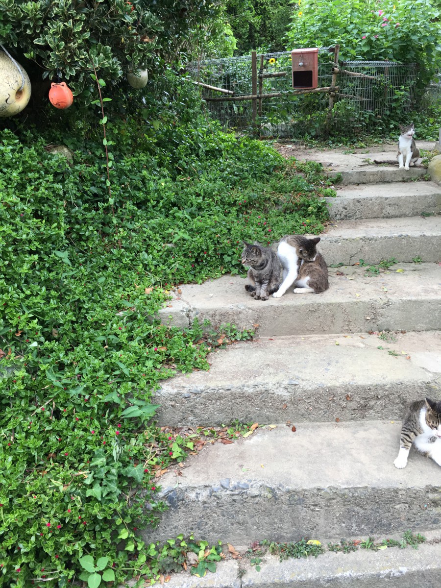 宮城県にある猫島「田代島」の魅力と行き方