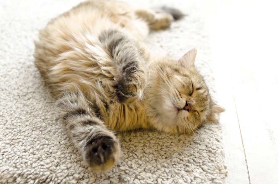 猫が丸くなって寝るのはなぜ？5つの理由