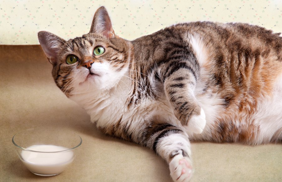 猫の肝性脳症、原因と症状から予防法までを解説