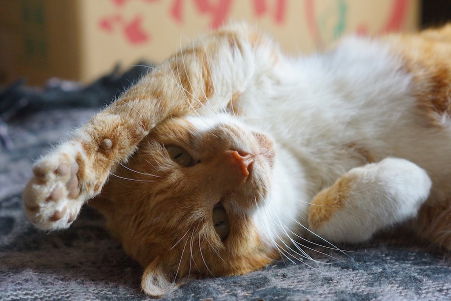 猫が飼い主の前で寝っ転がる８つの心理