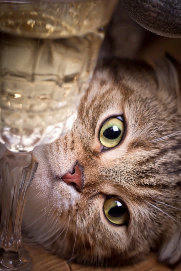 猫に炭酸水を与えても大丈夫？デメリットと効果を解説
