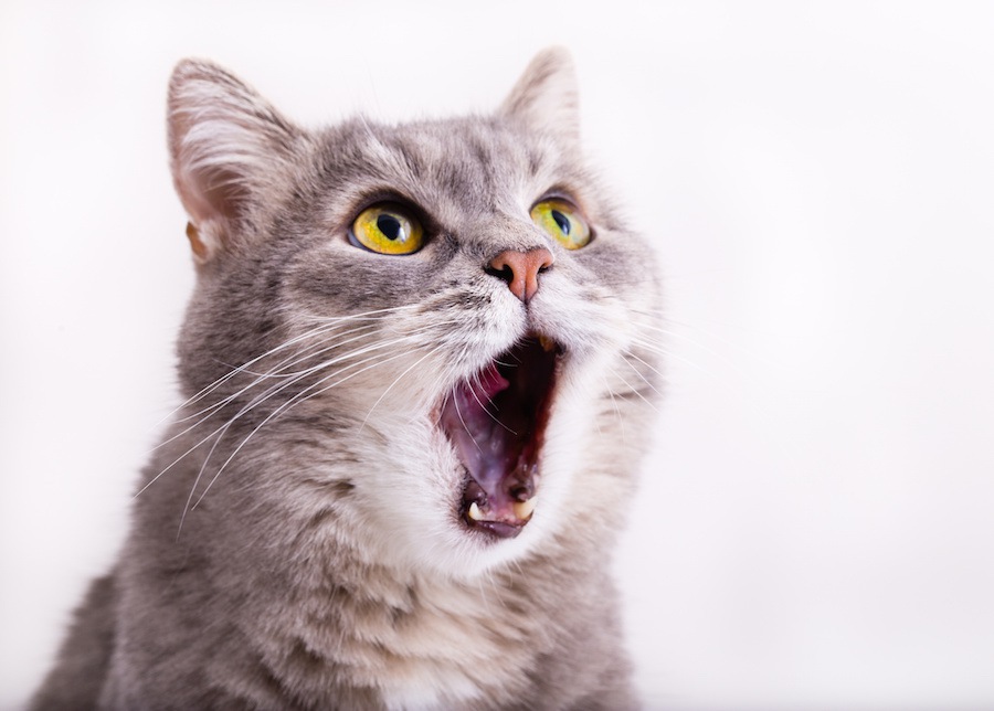 猫の声が枯れる原因と対策