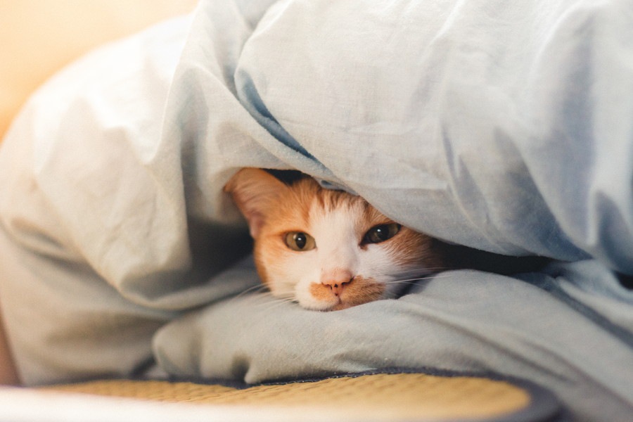猫が布団を占領する理由とその対処法