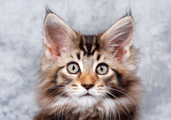 メインクーンの子猫の特徴や性格、お迎えする時の選び方