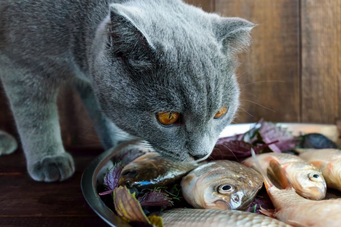 猫に刺し身を食べさせても大丈夫？NGな魚介や、食べさせる際の注意点について解説