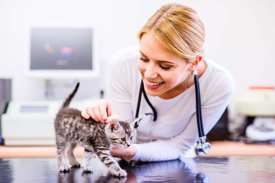猫の免疫力が下がる５つの理由とは？