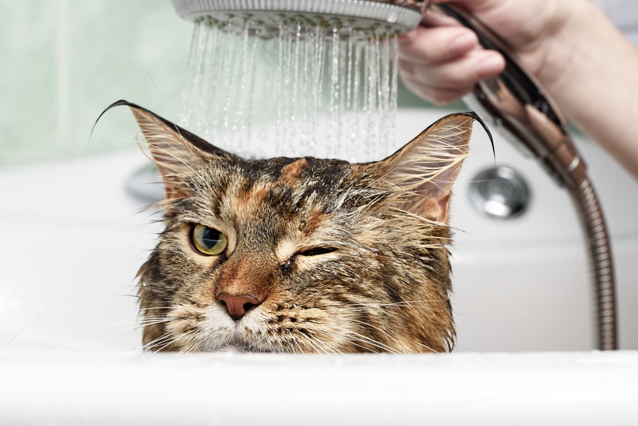 猫が水嫌いな理由と上手にシャンプーする4つのポイント