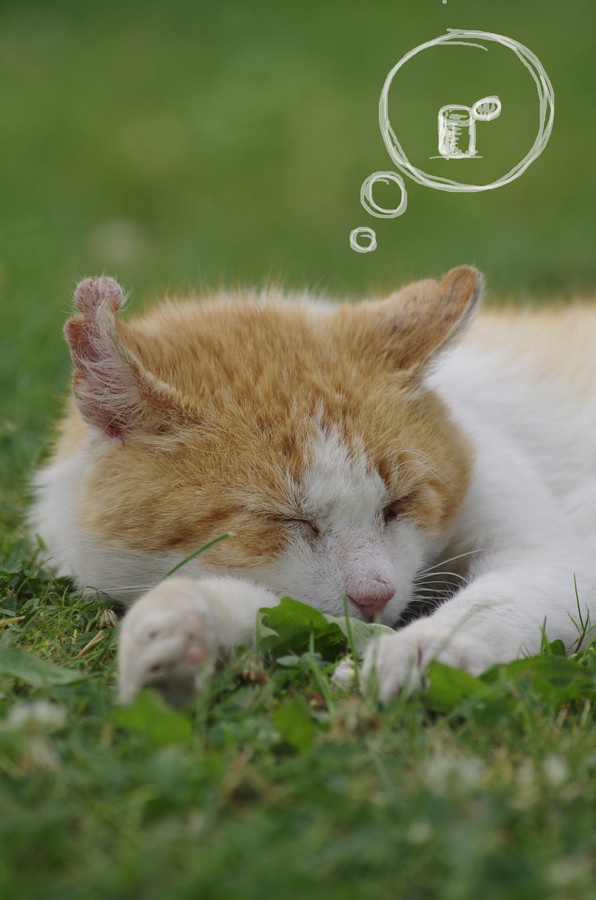 猫が寝言をいう5つの理由と注意する事