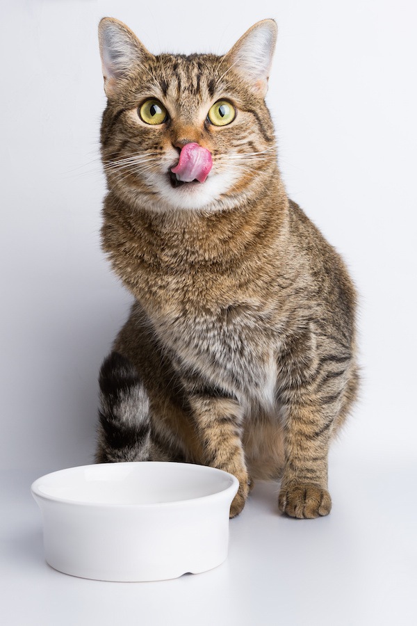 猫のお皿がぬるぬるする！ぬめりの原因と洗い方