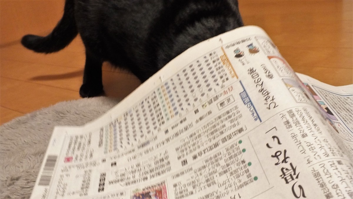 猫が新聞を読むことを邪魔して困る！解決法はこれ!