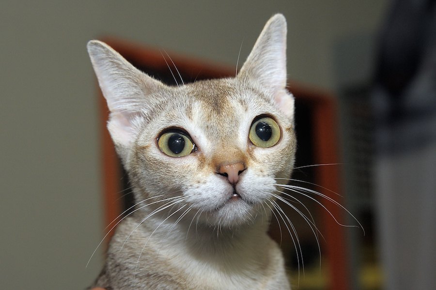 シンガポールの猫と言えば「シンガプーラ」性格や特徴、飼い方まで