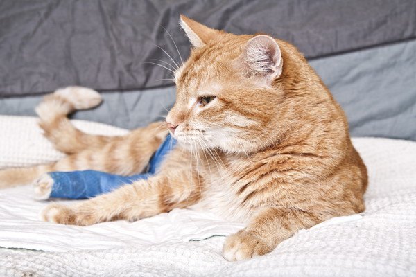 猫が後ろ足を骨折している時の症状や対処法、病院でかかる費用まで