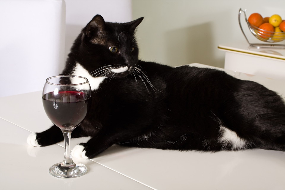 猫にお酒（アルコール）は絶対NG！理由と舐めてしまった時の対処法