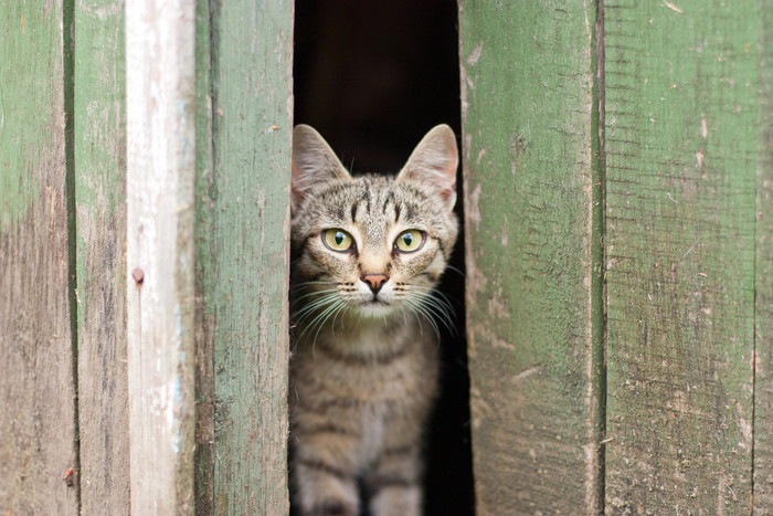 猫が隙間を好む3つの理由と通れる大きさ、侵入を阻止する方法