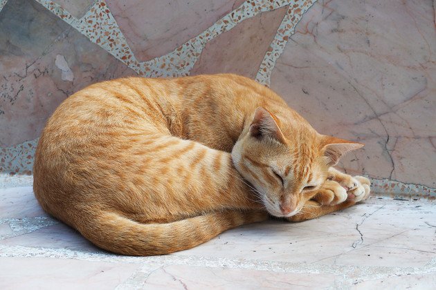 大理石で猫の暑さ対策ができる！おすすめの商品や選び方