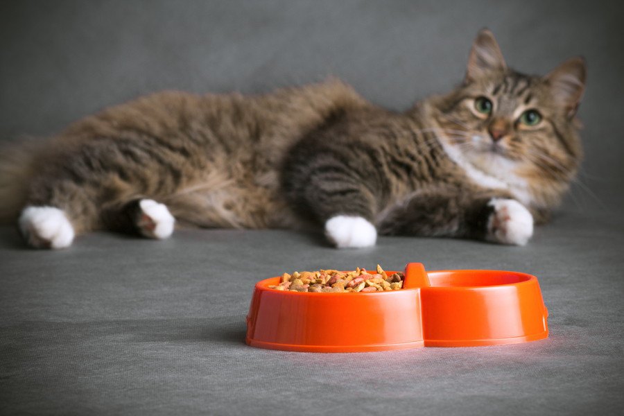 猫に食器台を使うメリットやおすすめの商品