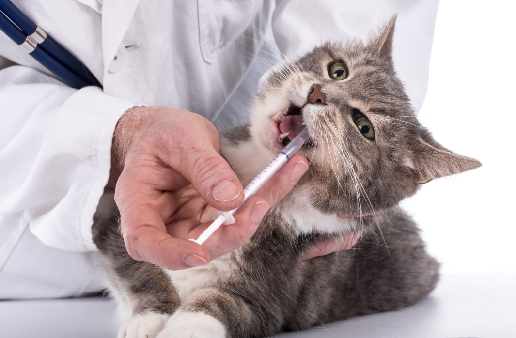 猫が薬を飲まない理由と薬ごとの正しい対処法