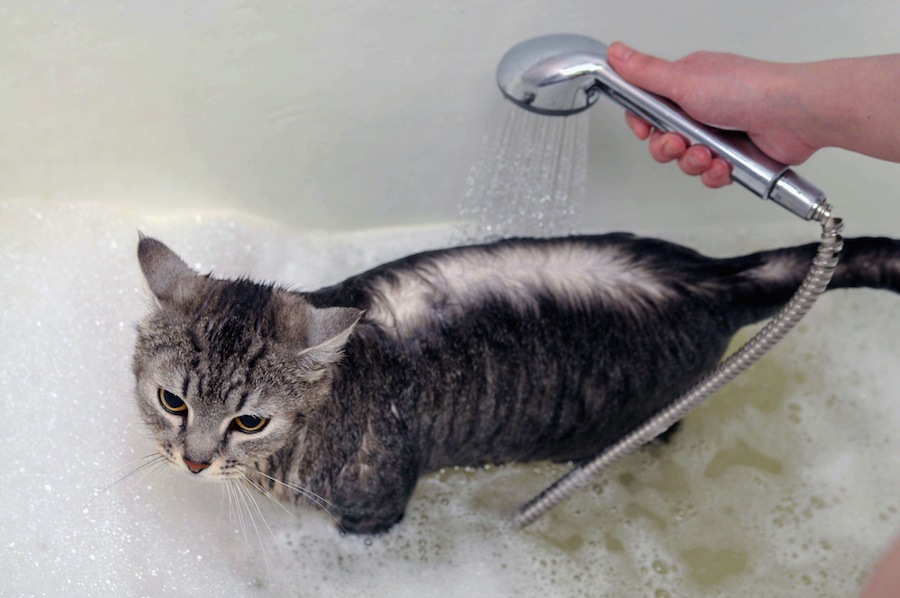 どうして猫はシャワーが嫌い？４つの理由