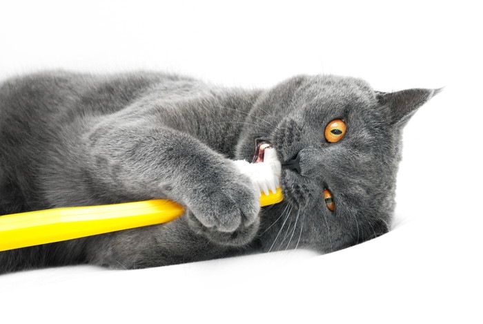 猫の歯磨きの正しい知識！必要性から簡単なコツまで