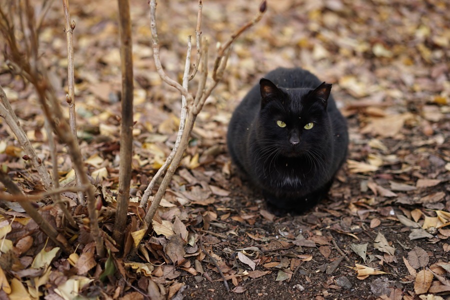 黒猫の写真を上手に撮る6つの方法