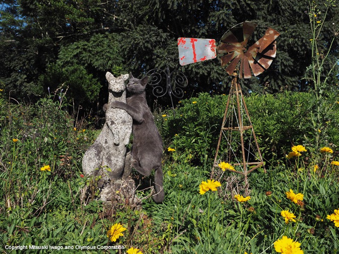 「岩合光昭」は猫の写真家！これまで生み出した作品たち
