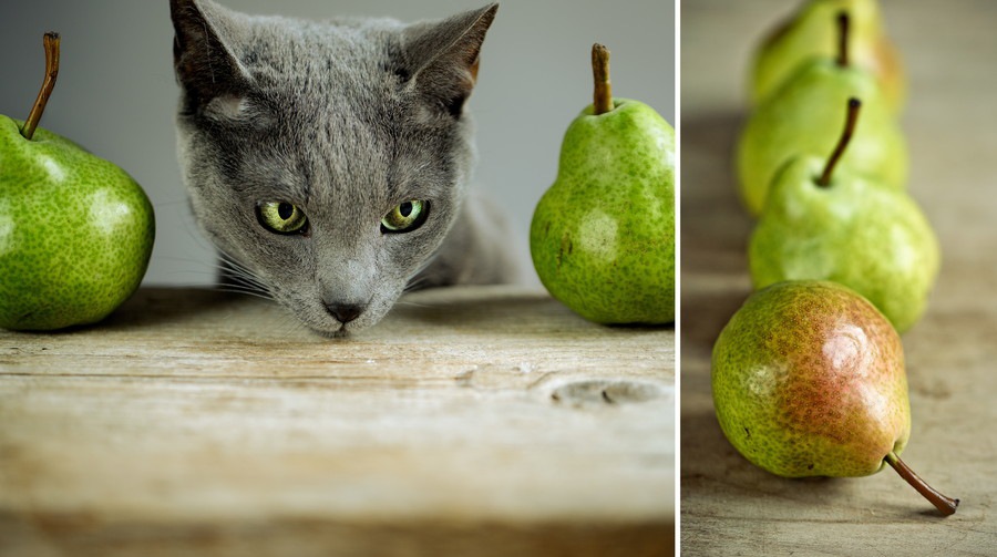 猫にフルーツを与えていい？食べても良い果物・危険な果物