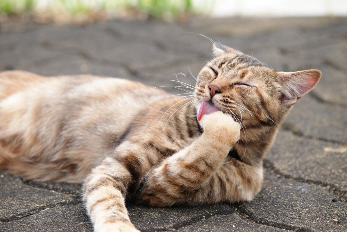 猫が舌をしまい忘れるのはなぜ？4つの理由を解説