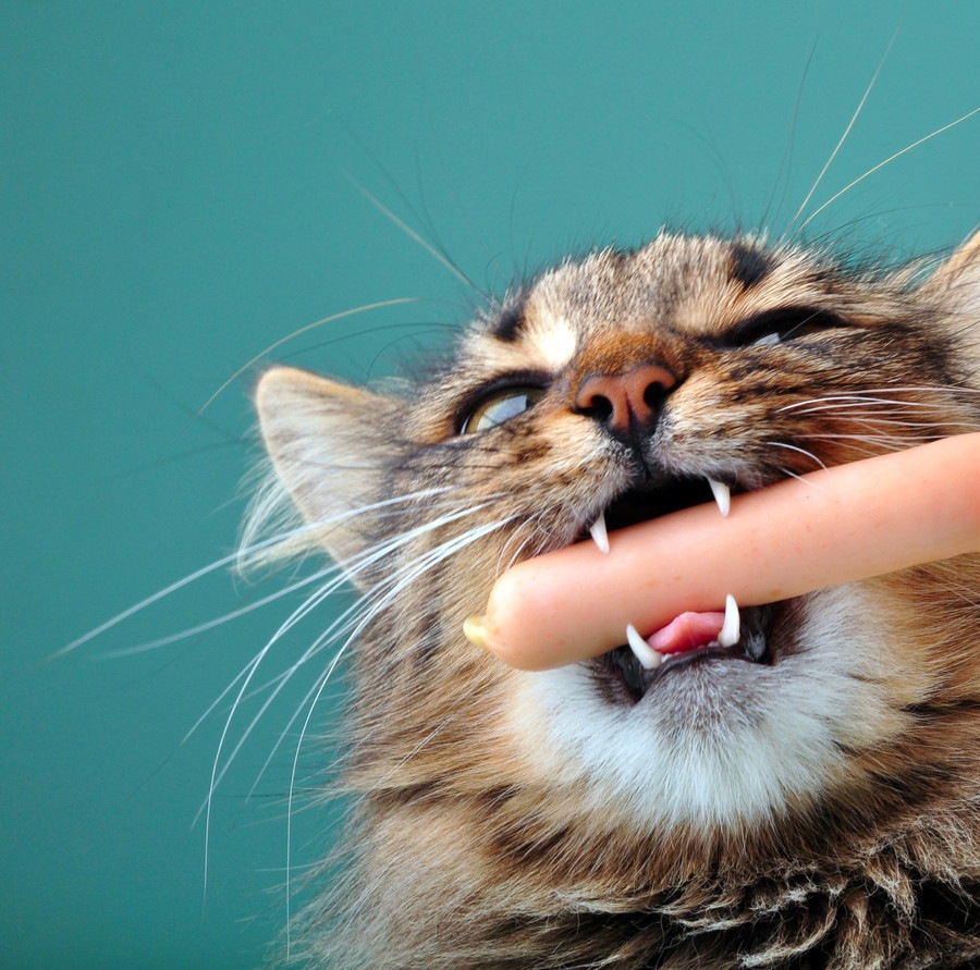 猫が甘える時に噛む4つの理由