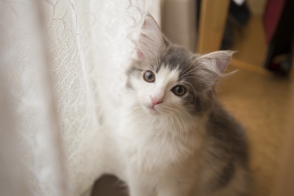 猫の耳先にある「リンクスティップ」とは？どんな猫が持っている？