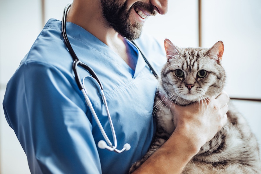 猫が動物病院嫌いにならないための4つの方法