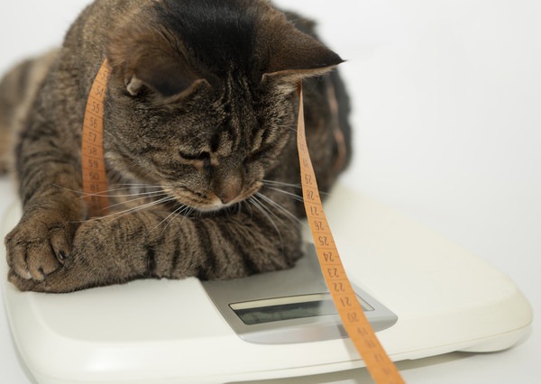 2ヶ月の子猫の体重はどのぐらい？重さの測り方、増えない時の対処方まで解説