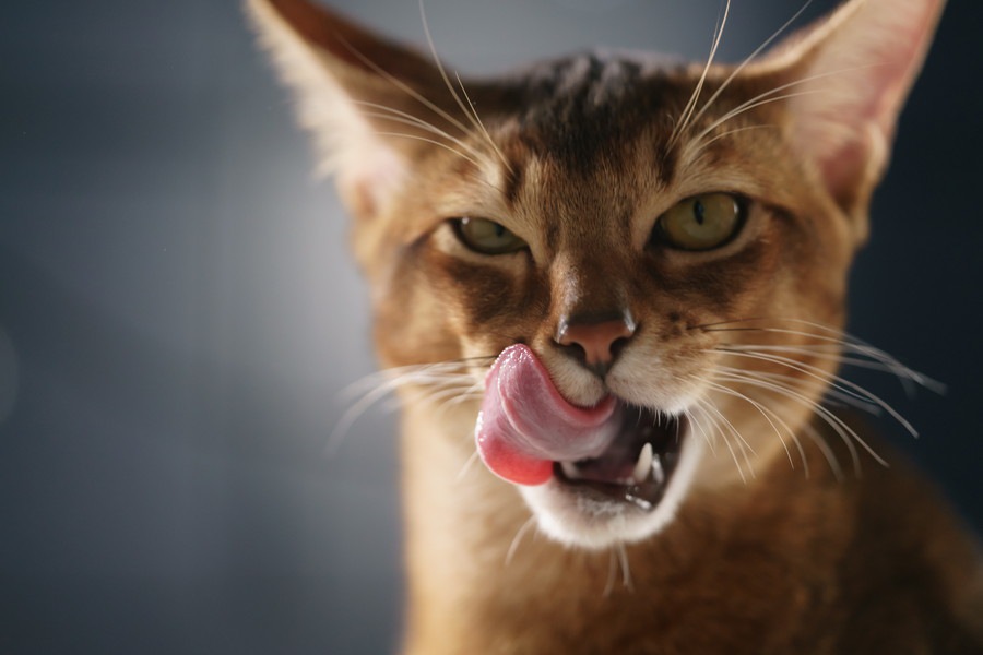 猫にオロナインを塗ってはいけない理由と食べたときの対処法