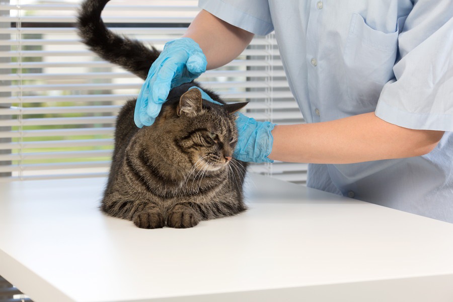 猫が皮膚がんになった時の症状や治療の方法