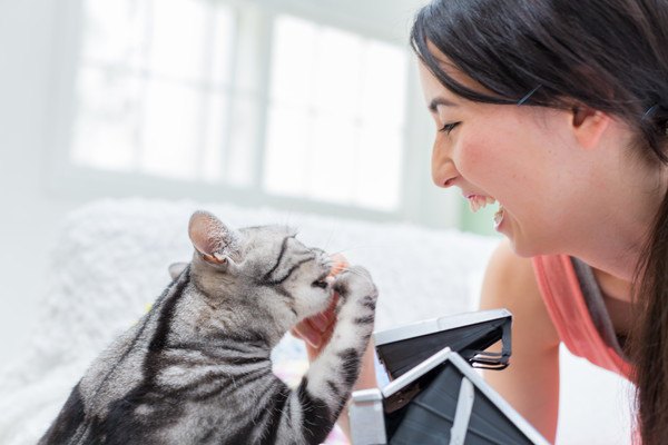 猫の健康チェック11項目！健康維持方法やおすすめ管理アプリもご紹介
